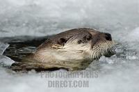European Otter ( Lutra lutra ) looks up from his ice hole stock photo