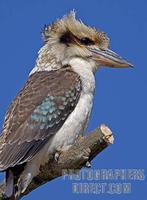 Laughing Kookaburra , Marwell Zoo , Hampshire , England stock photo