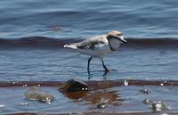 Chestnut-banded Plover p.130