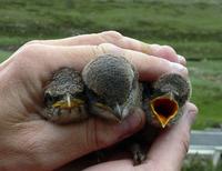 Nestlings of greybacked shrike Lanius tephronotus