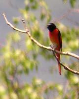 male Long-tailed Minivet