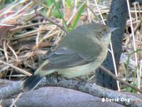 Buff-rumped Thornbill