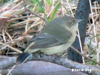 Buff-rumped Thornbill