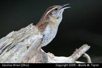 Carolina Wren (male) - Ohio