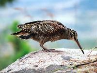 멧도요    |  woodcock   Scolopax rusticola