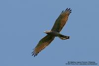 Grey-faced Buzzard