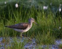 Greenshank (Tringa nebularia)