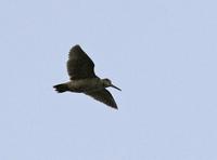 Woodcock (Scolopax rusticola)