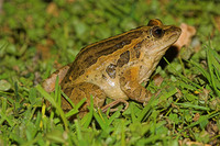 : Discoglossus galganoi; Portuguese Painted Frog