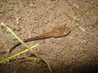 : Hypsiboas albopunctatus; Spotted Treefrog