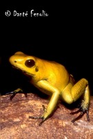 : Phyllobates terribilis; Golden Poison Frog