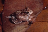 : Proceratophrys cristiceps