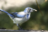 : Aphelocoma californica californica; Western Scrub Jay