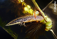 : Triturus cristatus cristatus; Great Crested Newt