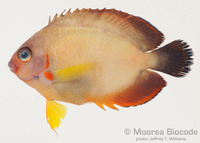 : Centropyge bispinosa
