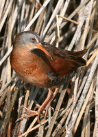 : Rallus limicola; Virginia Rail