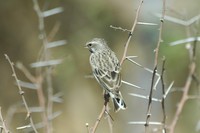 : Serinus atrogularis; Blackthroated Canary