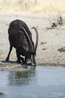 : Hippotragus niger; Sable Antelope