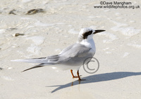 : Sterna forsteri; Forster's Tern