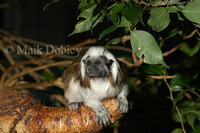 : Saguinus oedipus; Cotton Top Marmoset