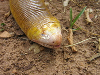 : Amphisbaena alba; Red Worm Lizard