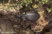 : Carabus violaceus