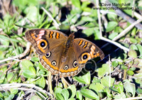 : Junonia evarete; Mangrove Buckeye Butterfly