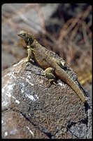 : Microlophus delanonis; Hood Island Lava Lizard