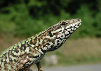 : Podarcis muralis; Common Wall Lizard