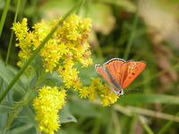 : Lycaena rubidus;