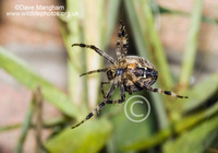 : Araneus diadematus; Garden Spider