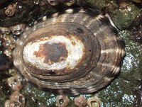 : Lottia gigantea; Owl Limpet