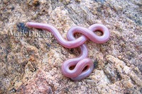 : Rhinotyphlops lalandei; Delalande's Beaked Snake