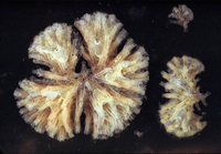: Tubulipora pacifica; Tubed Bryozoan