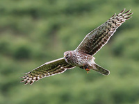 Hen Harrier