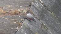 Wallcreeper (Tichodroma muraria) 2005. január 8. Ramnagar