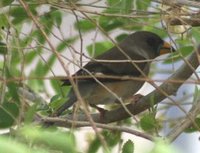 Yellow-billed Grosbeak