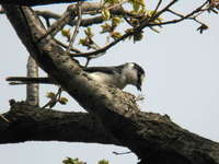 Pericrocotus divaricatus Ashy Minivet サンショウクイ♂