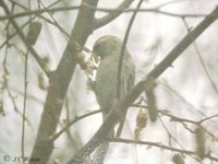 Arctic Redpoll Carduelis hornemanni exilipes