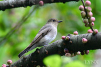 Blue and White Flycatcher female 白腹鶲