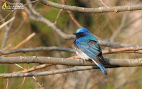 Fig. 22  Blue-and-white Flycatcher : 큰유리새