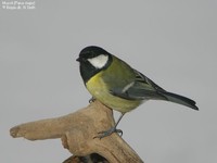 Musvit (Parus major) Foto/billede af