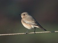 Desert Wheatear