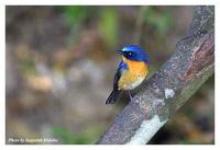 นกจับแมลงคอน้ำตาลแดง  /  Hill  Blue  Flycatcher /  Cyornis   banyumas