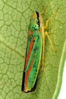 Graphocephala fennahi