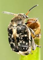 Bruchus affinis - Lesser Pea Weevil