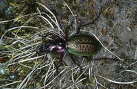 Carabus trichothorax