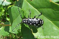 Threnetica lacrymans