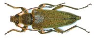 Lepturobosca virens