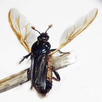 Nicrophorus humator